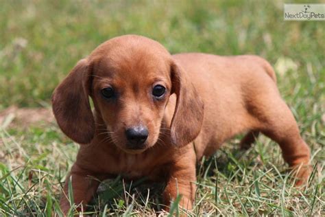 Color:if you are looking for miniature dachshund puppy for sale, it's smart to know about coats and coat care. Dachshund puppy for sale near Grand Rapids, Michigan | a94bf604-5f01