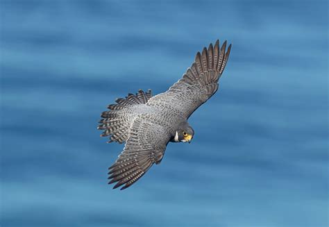 Img0907 Peregrine Falcon Cruising Above The Pacific Ocean Flickr