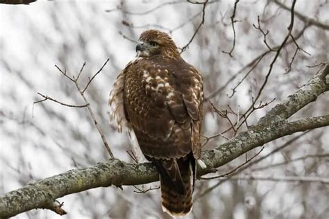 32 Interesting Facts About Red Tailed Hawks Bird Feeder Hub