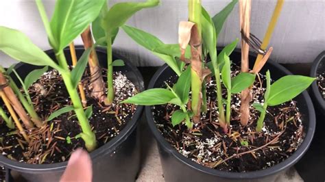 Once planted, the ginger needs nothing but water and patience to mature into a delicious, spicy ingredient. Growing WHITE GINGER LILY = Hedychium Coronarium (Part 2 ...