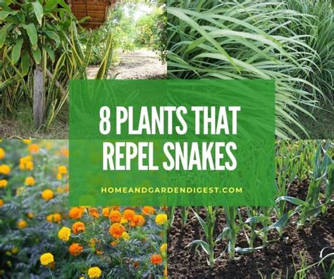 Top 8 Plants That Repel Snakes Natural Snake Repellent Hdg