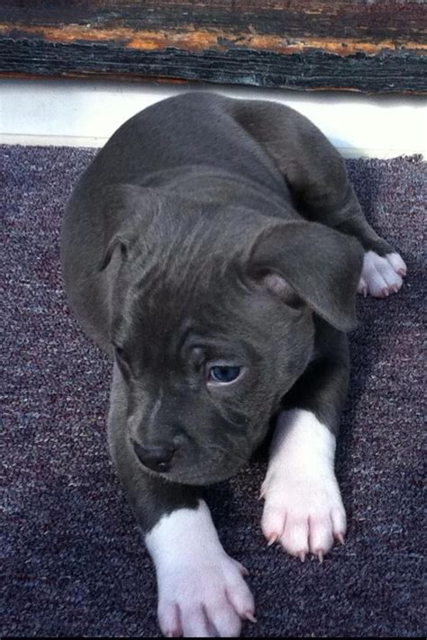 Black Beauty Pitbulls Blue Nose Pitbull Puppies Baby