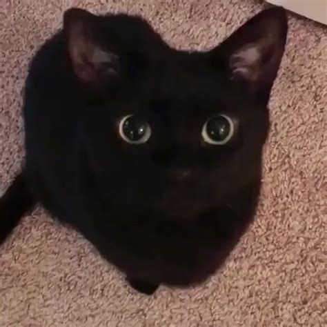 Funny Black Cat Pfp Cat Mania