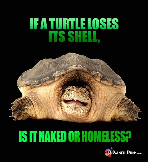 turtle jokes shelly puns tortoise humor