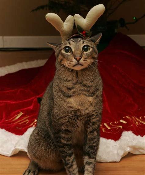 Pin By Dasher The Reindeer On Animals Pet Holiday Christmas Cats