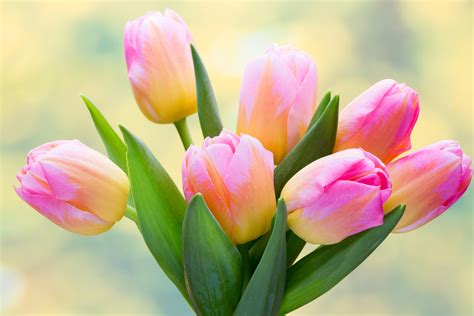 Tải Hình Nền Hoa Tulip Rực Rỡ Tuyệt đẹp Về Máy Tính Tại Sao Không