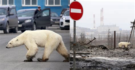 Lost And Starving Polar Bear Apparently Wandered 1500km Away From Arctic