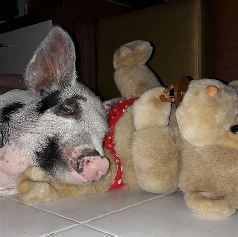 Mini bulldog french bulldog pitbulls dwarf teacups pets animals animales animaux. Eu e meu ursinho companheiro! | Mini pigs, Animals ...
