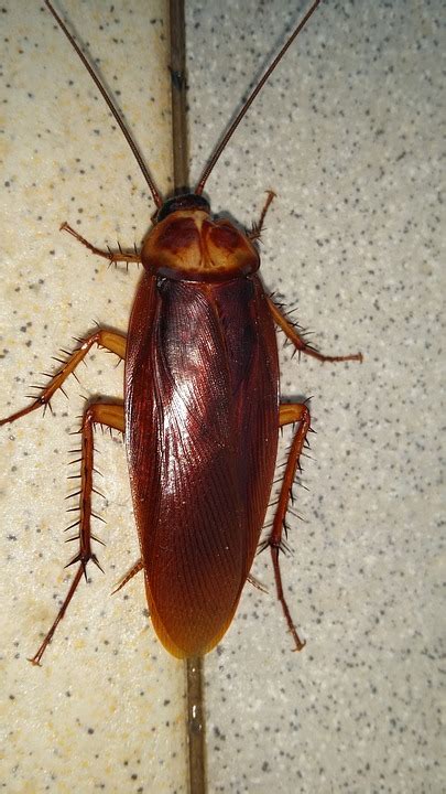 Top 18 Unknown Facts About Cockroach In Hindi