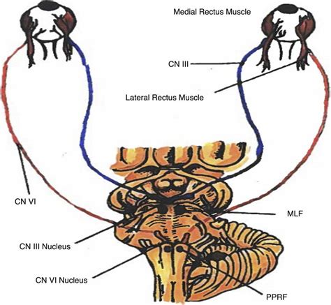 Showing The Cranial Nerves And Various Pathways Involved In The Control Download Scientific