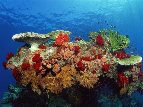 Arrecife De Coral Arrecifes De Coral Arrecife De Coral Corales De Mar