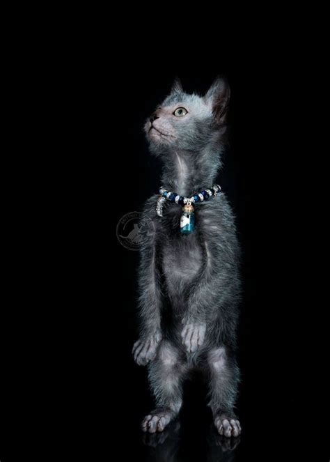 Breeding Lykoi Lykoi Cats ~ The Original Lykoi Breeder Lykoi Cat Lykoi Werewolf Cat