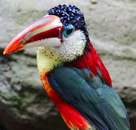 Exotic Birds Flying Across The World On The ‘wings Of Internet