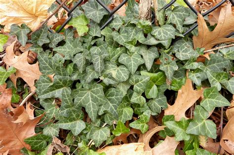 English Ivy, Spread by Admiring Humans and Hungry Birds - The New York ...