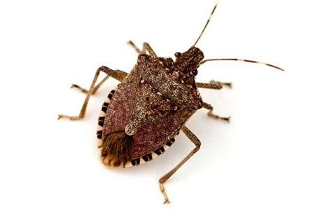 What Does A Stink Bug Look Like Pictures And Look Alikes Pestbugs