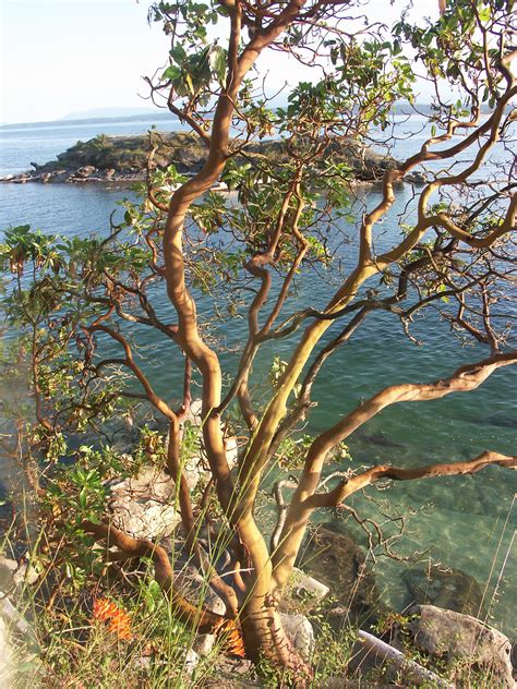 Arbutus Trees Mudge Island Southern Gulf Islands Bc Arbutus Tree