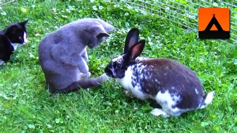 Most rabbits will chase only till they feel they've made their point. Don't mix kittens and rabbits until you see this - YouTube