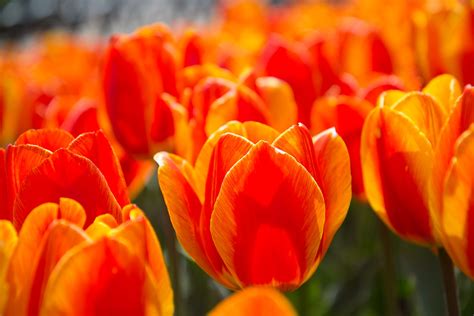 Tulipán Una Resistente Paleta De Color Para Nuestra Casa Y Jardín
