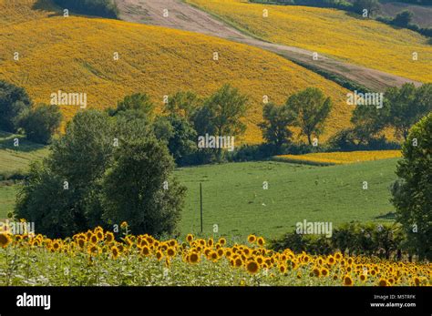 Flowery Field Of Sunflowers Stock Photo Alamy