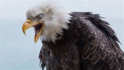 Eagle Angry Bird Wallpapers Birds
