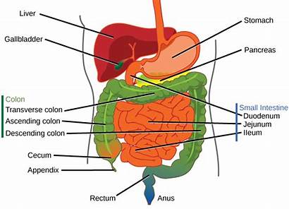 Digestive System Parts Stomach Human Figure Biology