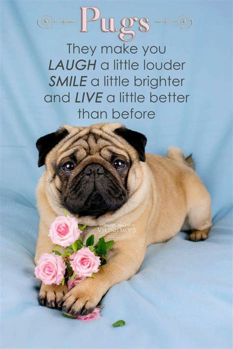 14 Pug Quotes About Life Petpress