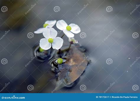 White Aquatic Plant Flower On The Opaque Blue Lake Stock Image Image