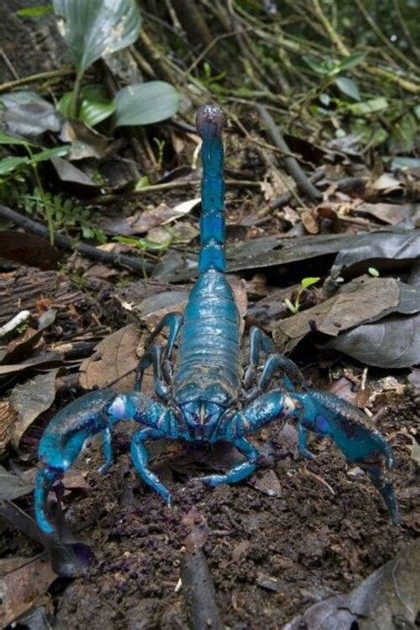 Blue Emperor Scorpion One Of The Largest Scorpions In The World