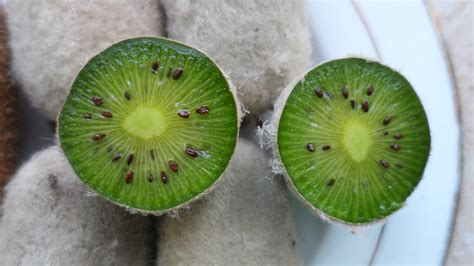 Forum Growing Kiwi From Seed
