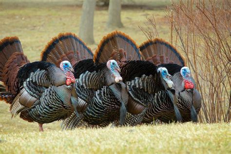 5 Spring Turkey Tips In Montana