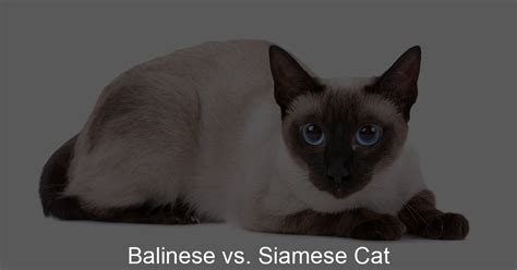 Balinese Vs Siamese Cat Siamese Fur