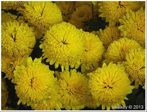 Yellow flowers names and meanings. Photos of Nature: Names And Photos Of Yellow Flowers