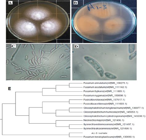 Identification Of Fungal Isolate A1 3 Acolony Of Fungal Isolate A1 3