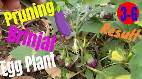 Pruning Eggplant Simple Way Ll Training Aubergine To Grow As Vine Ll Higher Yield With Good Size