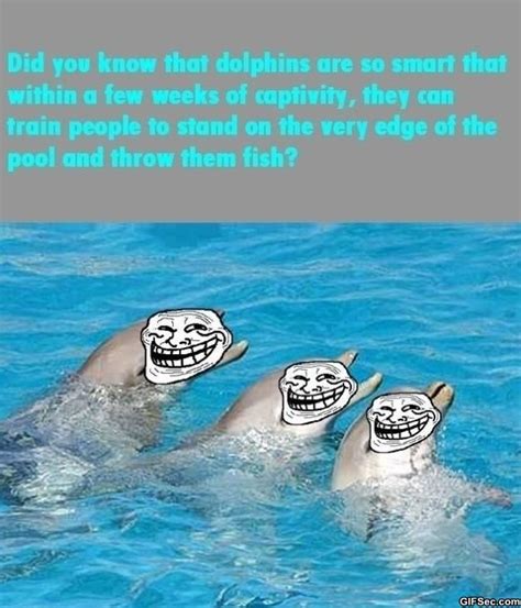 Dolphins Funny Quotes And Sayings Quotesgram