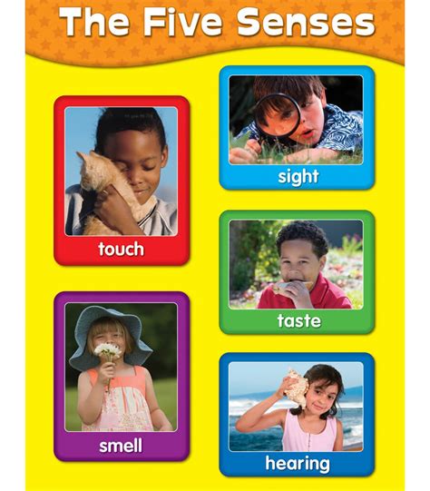 The Five Senses Chart Grade Pk 2 Carson Dellosa Publishing