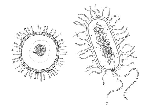 Bacteria Drawing At Getdrawings Free Download
