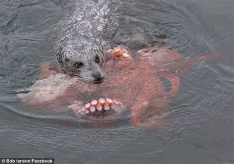 Photographer Bob Ianson Captures Struggle Between Seal And Giant