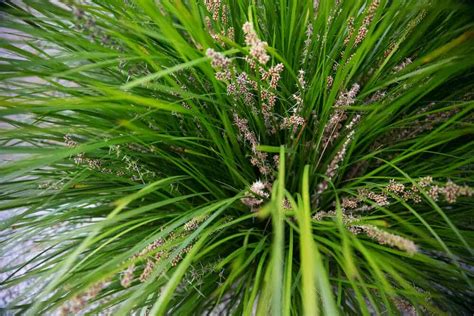 Discover 95 About Ornamental Grasses Australia Best NEC
