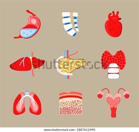 Human Internal Organs Icons Set Vector Stock Vector Royalty Free