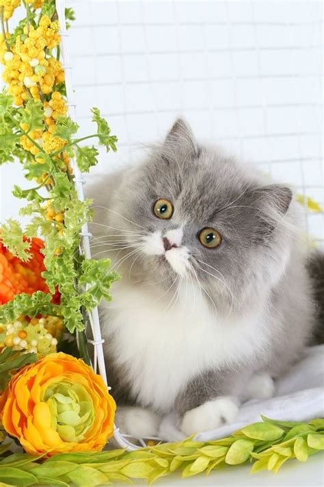 #catsofinstagram #kittensofinstagram #persiankittensforsale #dollfacepersiankittens #kittens #persiankittens #teacupkittens #cats. Blue & White Doll Face Persian Kitten for Sale | ねこ