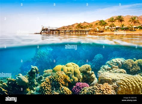 Underwater View Coral Reef Dahab Red Sea Egypt Stock Photo Royalty