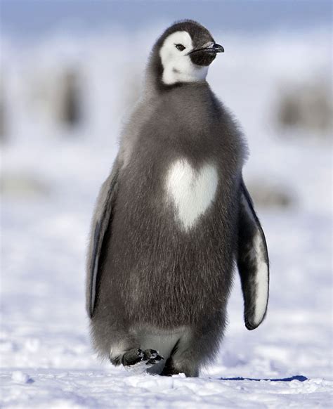 Emperor Penguin Chick With A Heart Aww