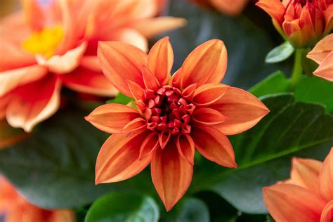 Blossom Bloom Orange Free Photo On Pixabay Pixabay