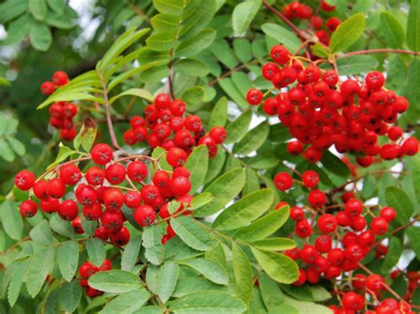 4 Amazing Benefits Of Rowan Berries Organic Facts