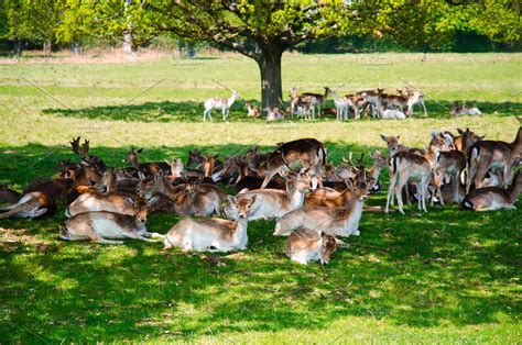 Group Of Deer In Richmond Park High Quality Animal Stock Photos