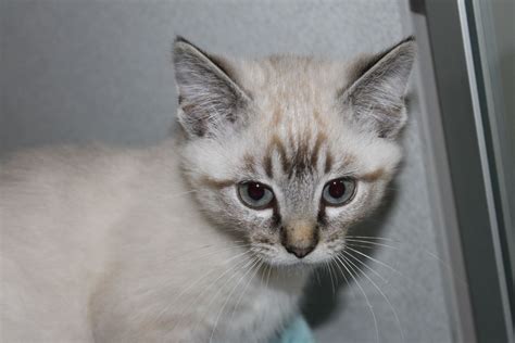 Adopt Simon On Petfinder Kitten Adoption Cat Adoption Cat Rescue