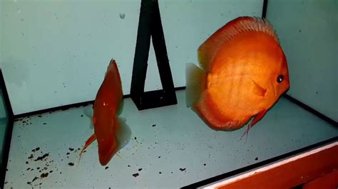 Red Cover Breeding Pairs Chens Discus Uk Youtube