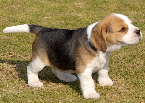 Such A Cute Beagle Puppy Some Day I Will Have One Of My Own Beagle