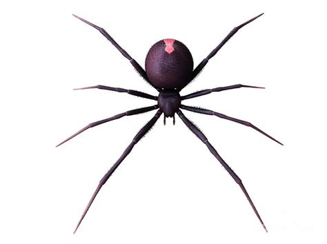 Female Black Widow Spider Photograph By Sebastian Kaulitzkiscience
